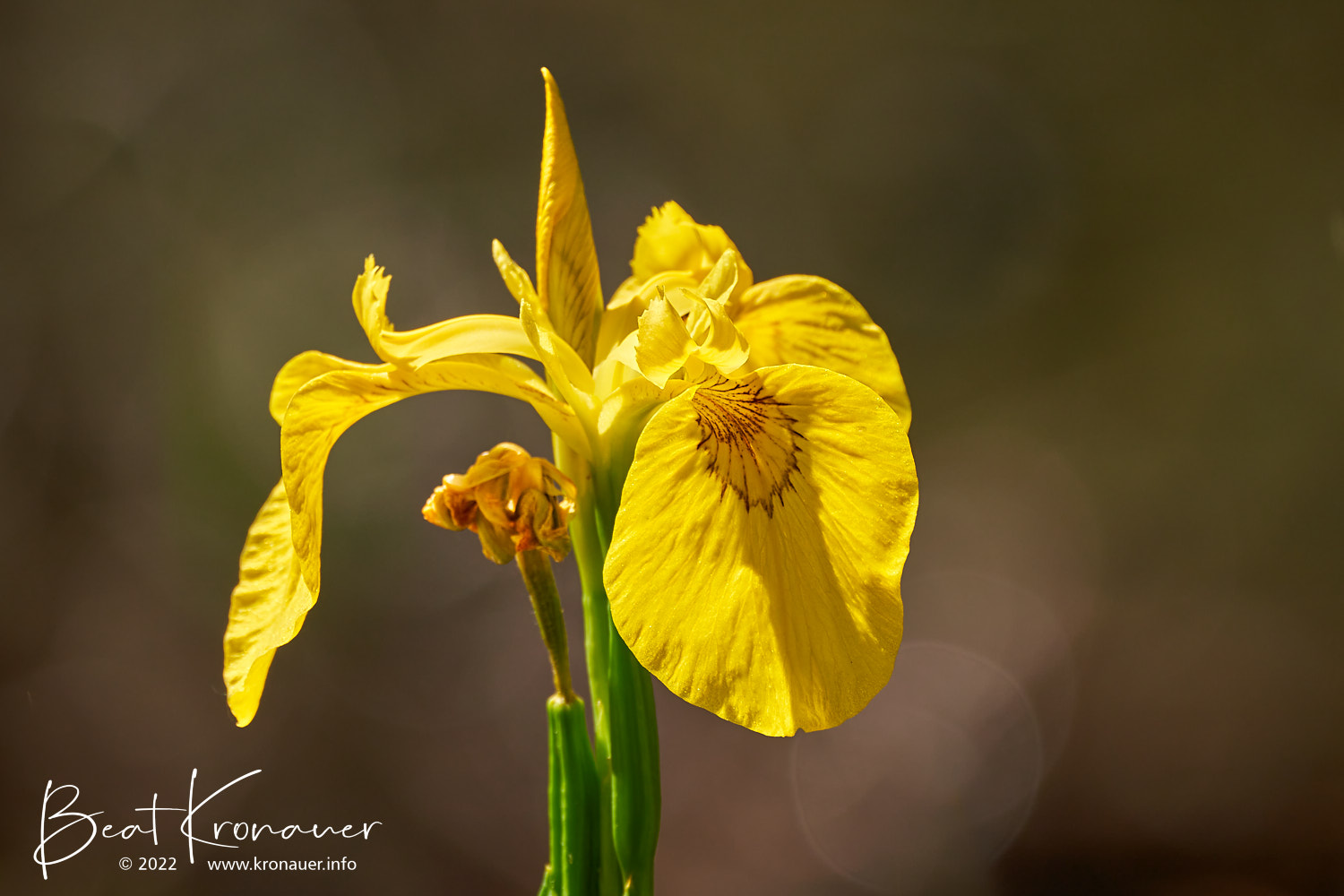 Sumpf-Schwertlilie (Iris pseudacorus), Gelbe Schwertlilie, Seedorf, Reussdelta, Uri, Blüte gelb