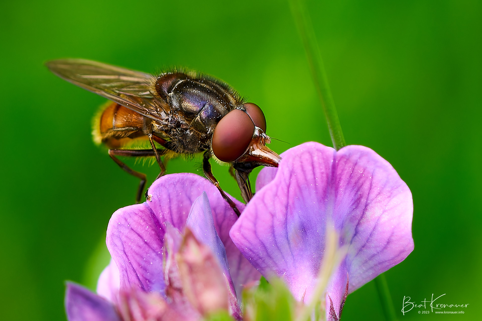 Gemeine Schnauzenschwebfliege (Rhingia campestris), Feld-Schnabelschwebfliege, Seedorf, Naturschutzgebiet Reussdelta, Kanton Uri, Diptera, Zweiflügler Gemeine Schnauzenschwebfliege (Rhingia campestris), Feld-Schnabelschwebfliege, Seedorf, Naturschutzgebiet Reussdelta, Kanton Uri, Diptera, Zweiflügler