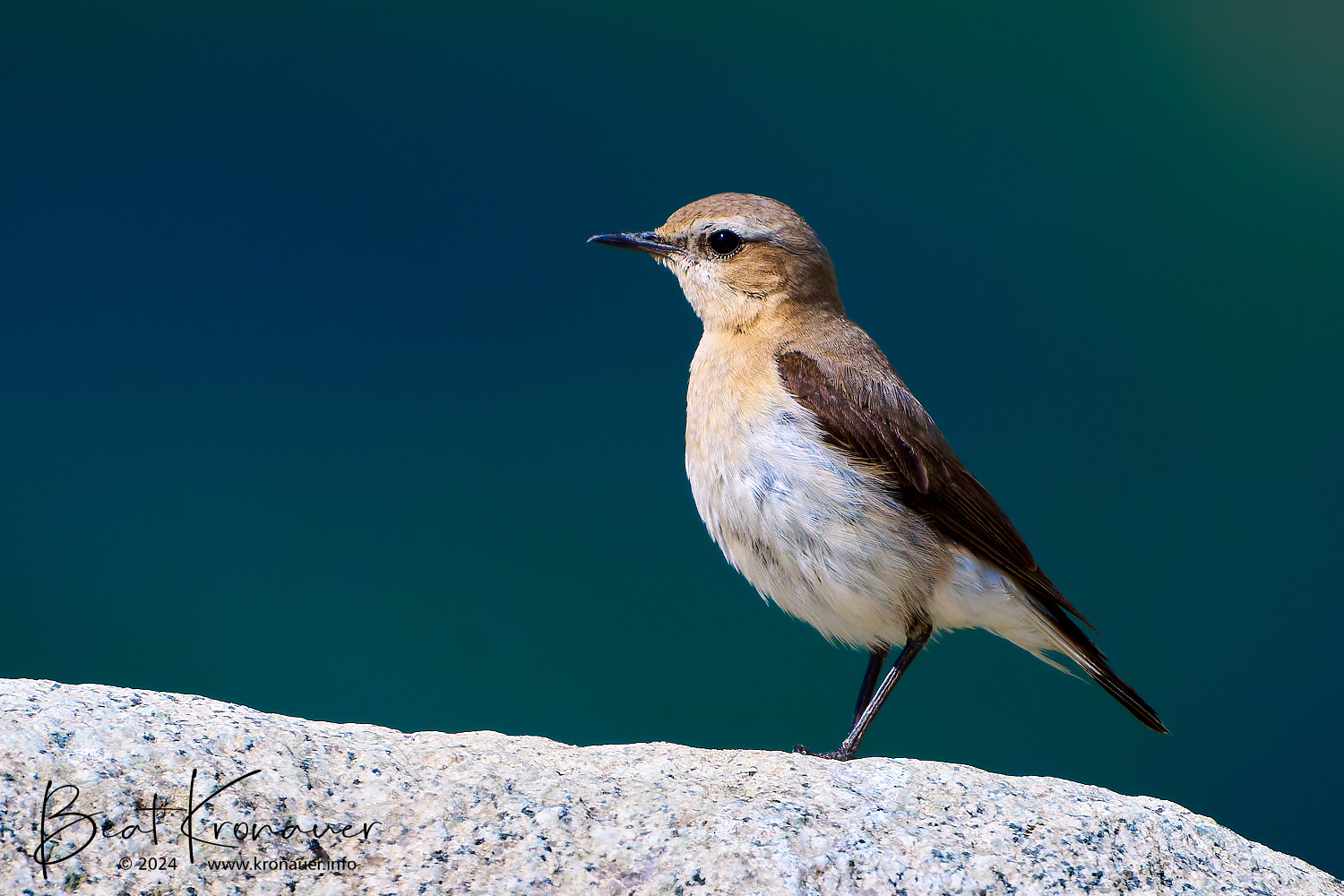 Steinschmätzer (Oenanthe oenanthe), Weibchen, Realp, Furka, Tiefenbach, Kanton Uri Steinschmätzer (Oenanthe oenanthe), Weibchen, Realp, Furka, Tiefenbach, Kanton Uri