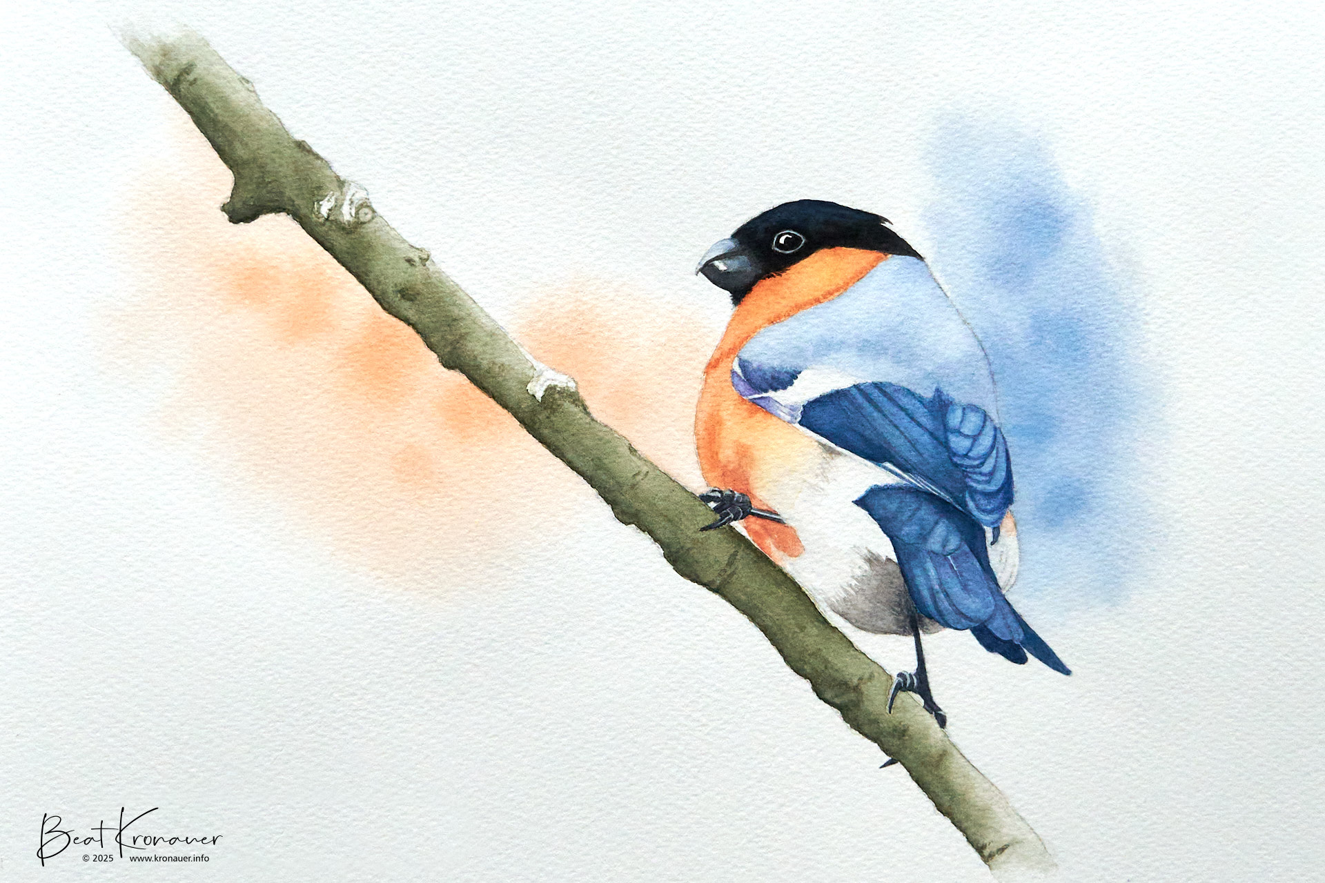 Aquarell eines Gimpel (Pyrrhula pyrrhula), Dompfaff, Eurasian Bullfinch, Männchen Aquarell eines Gimpel (Pyrrhula pyrrhula), Dompfaff, Eurasian Bullfinch, Männchen