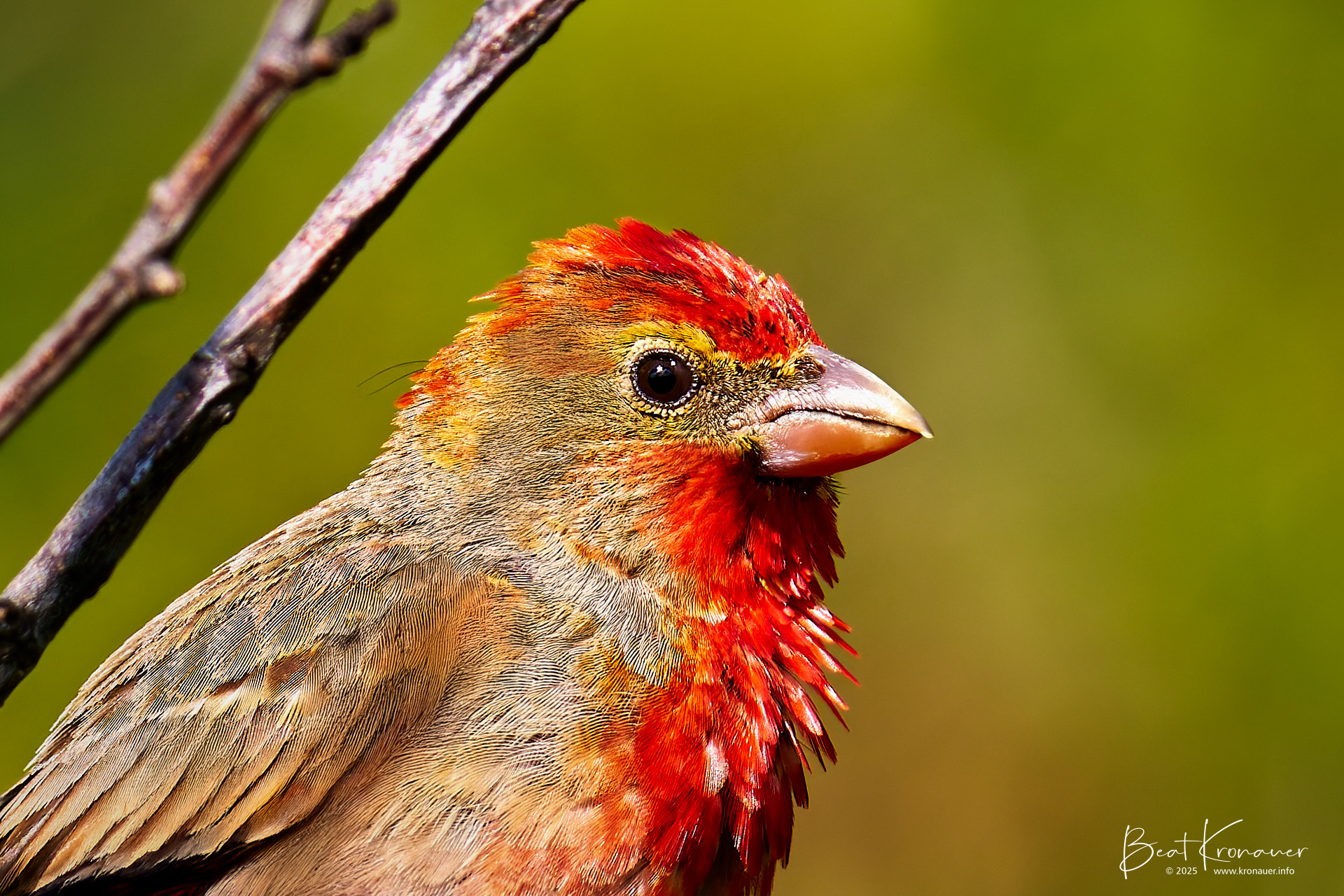 Karmingimpel (Carpodacus erythrinus), Männchen, Andermatt, Reussen, Kanton Uri Karmingimpel (Carpodacus erythrinus), Männchen, Andermatt, Reussen, Kanton Uri