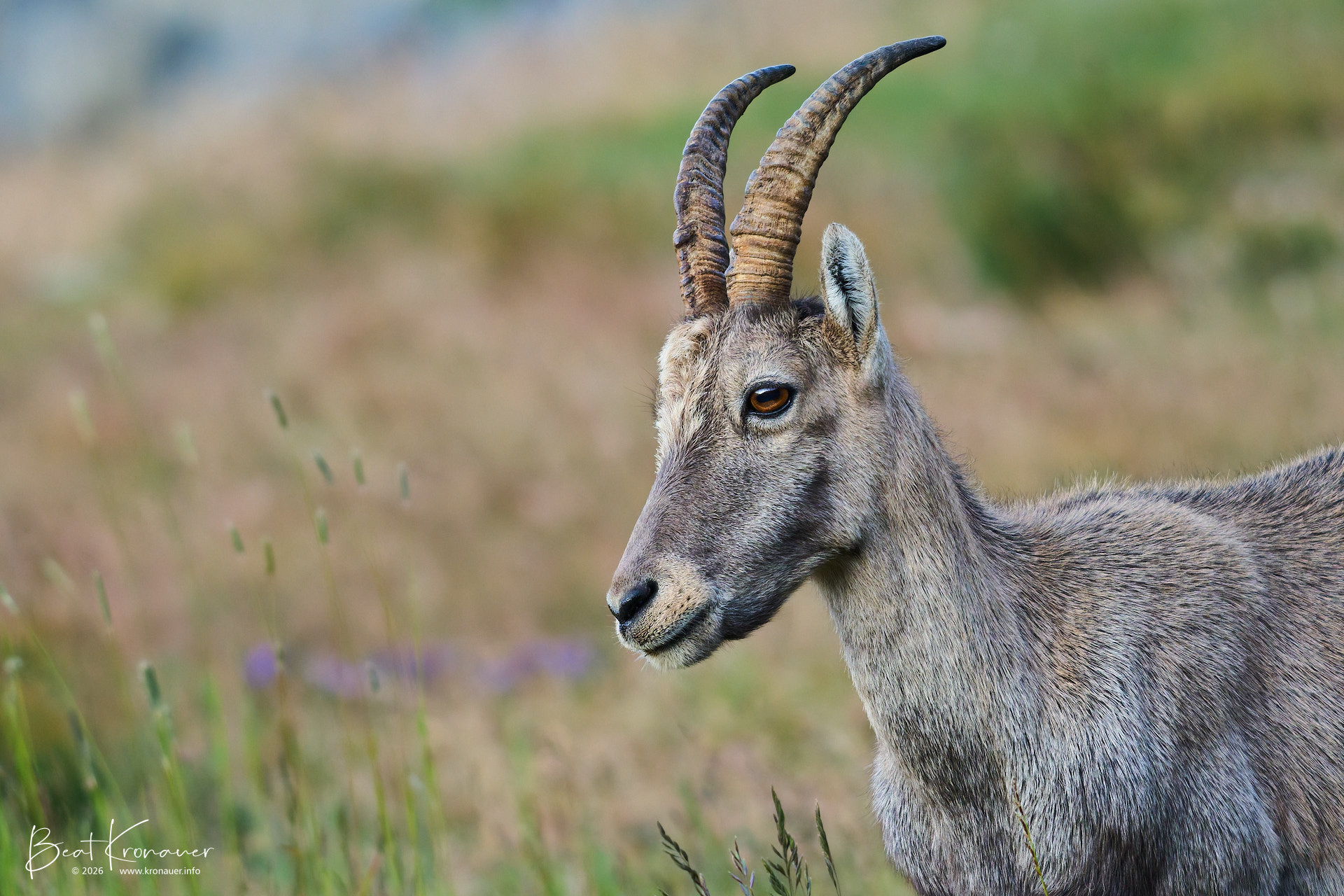 Alpensteinbock (Capra ibex), Alpine Ibex, Weibchen, Bedretto, Nufenenpass, Kanton Tessin, Switzerland Alpensteinbock (Capra ibex), Alpine Ibex, Weibchen, Bedretto, Nufenenpass, Kanton Tessin, Switzerland