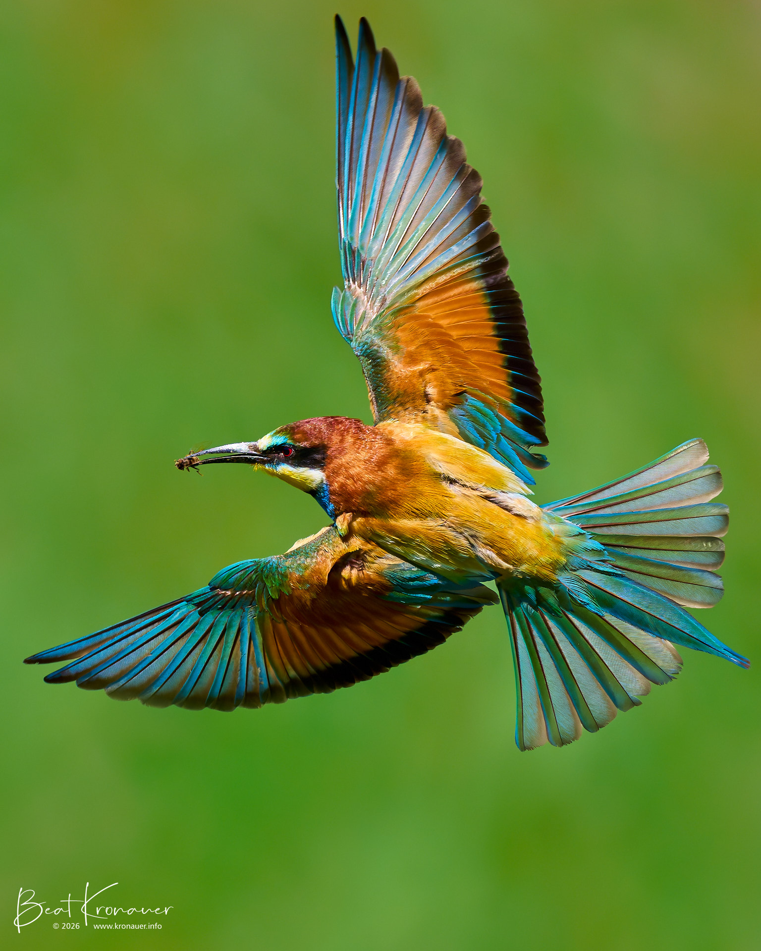 Bienenfresser (Merops apiaster), European Bee-eater, Leuk, Leukerfeld, Kanton Wallis, Switzerland, Vogel Bienenfresser (Merops apiaster), European Bee-eater, Leuk, Leukerfeld, Kanton Wallis, Switzerland, Vogel