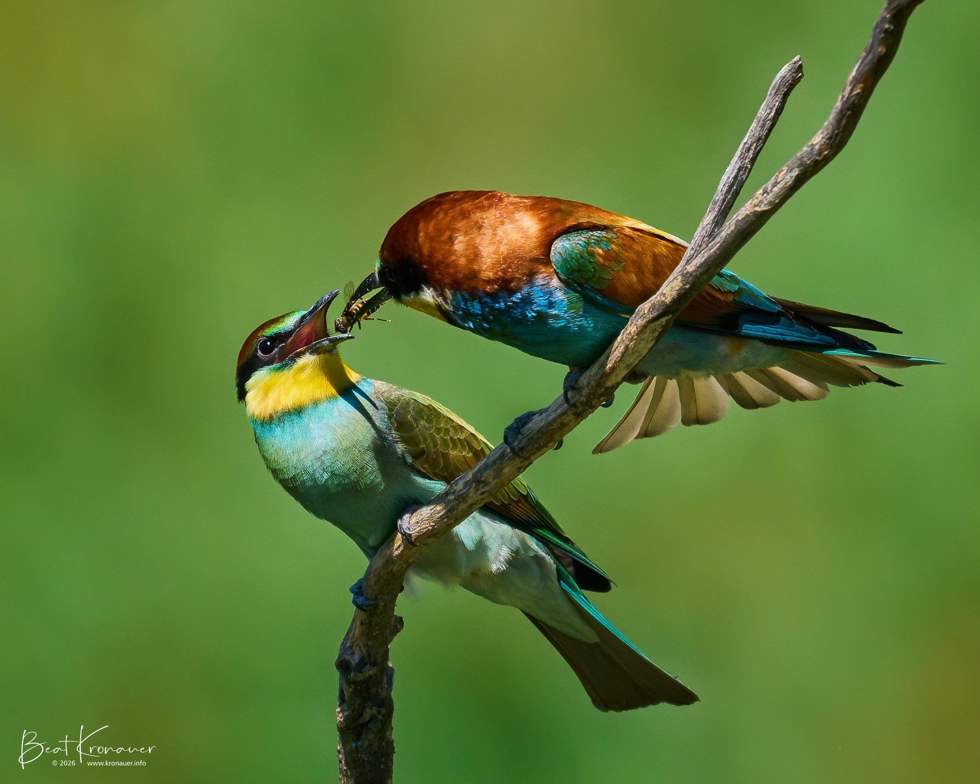 Bienenfresser (Merops apiaster), European Bee-eater, Leuk, Leukerfeld, Kanton Wallis, Switzerland, Vogel Bienenfresser (Merops apiaster), European Bee-eater, Leuk, Leukerfeld, Kanton Wallis, Switzerland, Vogel